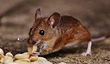 24 Hour & Emergency Exterminators in Stansbury Park, UT
